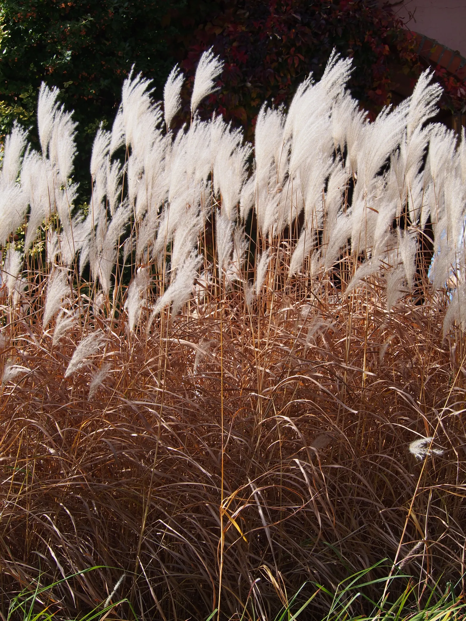 Amur Or Silver Banner Grass (Miscanthus Sacchariflorus) — is a robust perennial grass reaching up to 6-8 feet tall