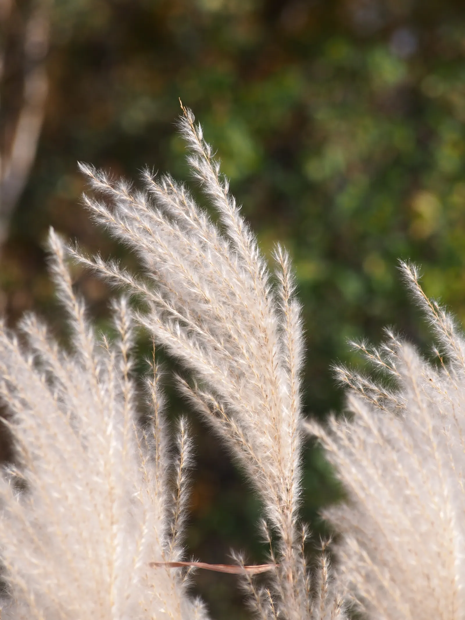 Amur Or Silver Banner Grass (Miscanthus Sacchariflorus) — this ornamental grass can reach imposing heights of 5 to 7 feet with a similar spread of 4 to 6 feet