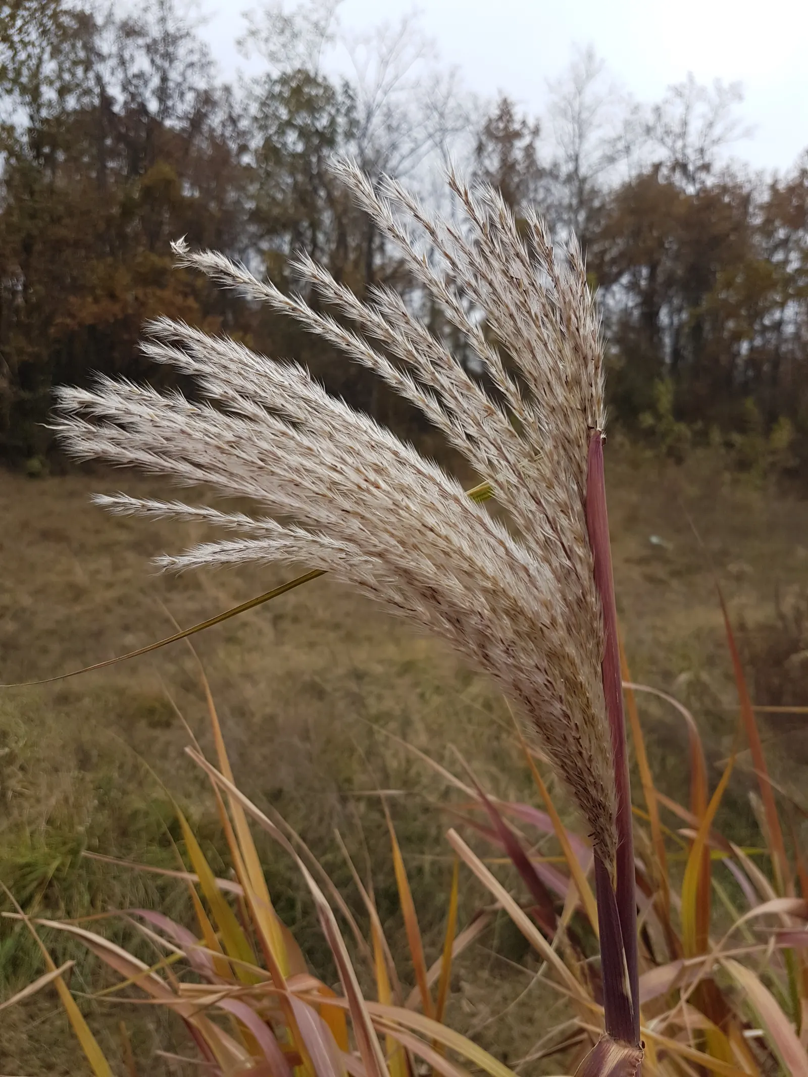 Amur Or Silver Banner Grass (Miscanthus Sacchariflorus) — Its rapid growth and ability to spread via rhizomes should be managed accordingly