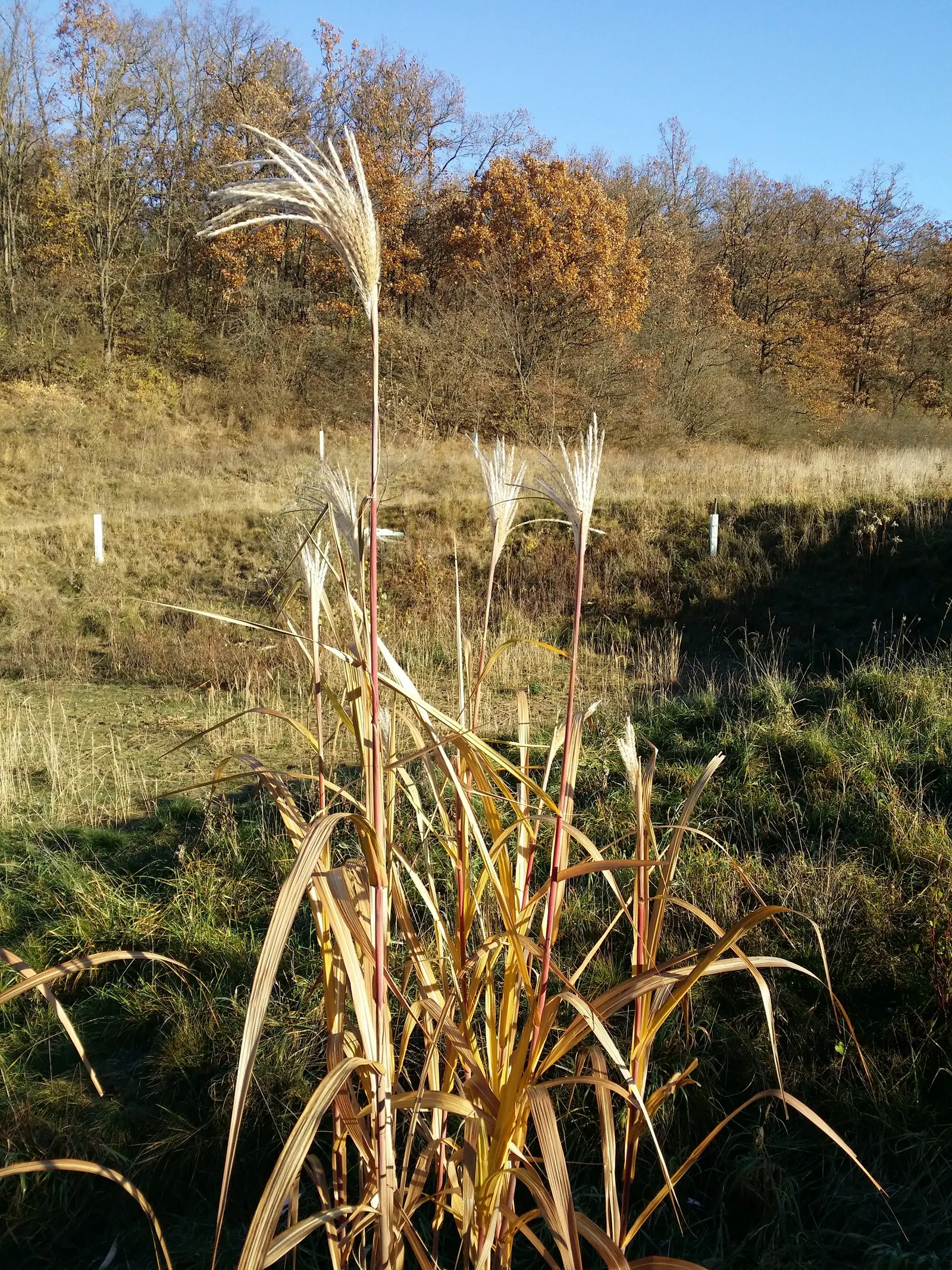 Amur Or Silver Banner Grass (Miscanthus Sacchariflorus) — and it thrives in a range of soil types