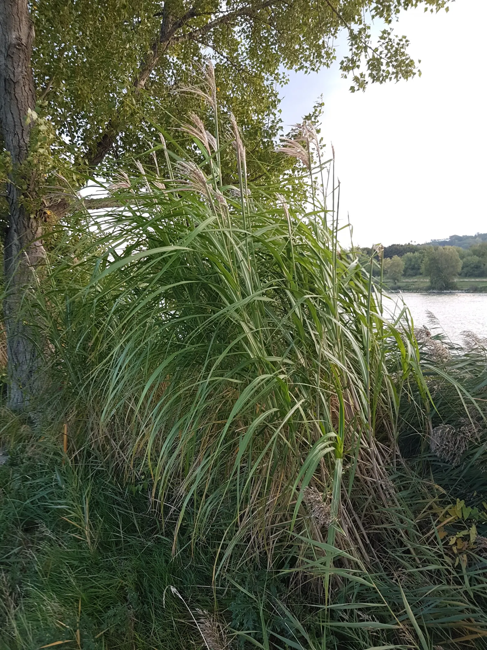 Amur Or Silver Banner Grass (Miscanthus Sacchariflorus) — this ornamental grass can reach imposing heights of 5 to 7 feet with a similar spread of, image 30