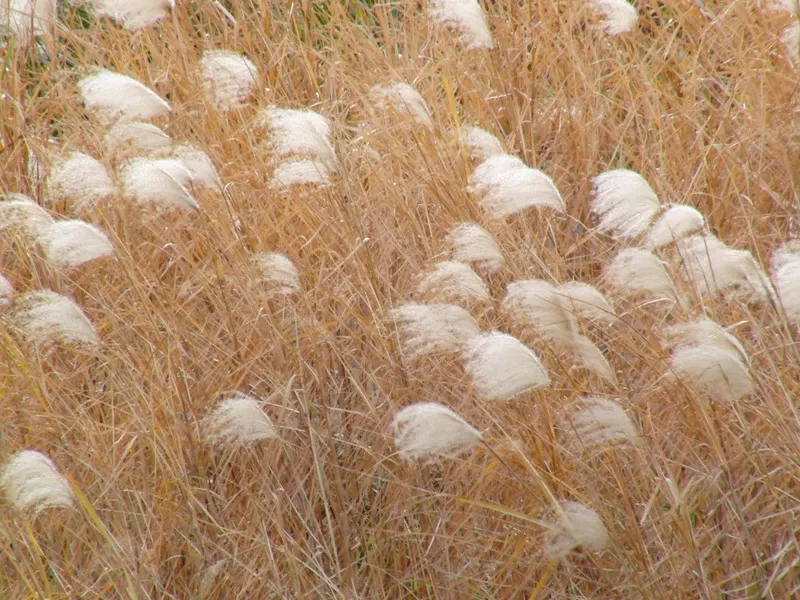 Amur Or Silver Banner Grass (Miscanthus Sacchariflorus) — is a robust perennial grass that adds a dramatic flair to landscape designs