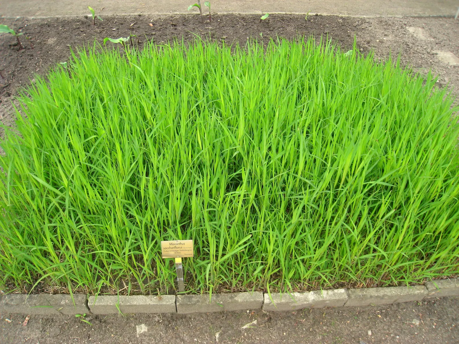 Amur Or Silver Banner Grass (Miscanthus Sacchariflorus) — Originating from the regions near the Amur River between China and Russia; arching foliage is a