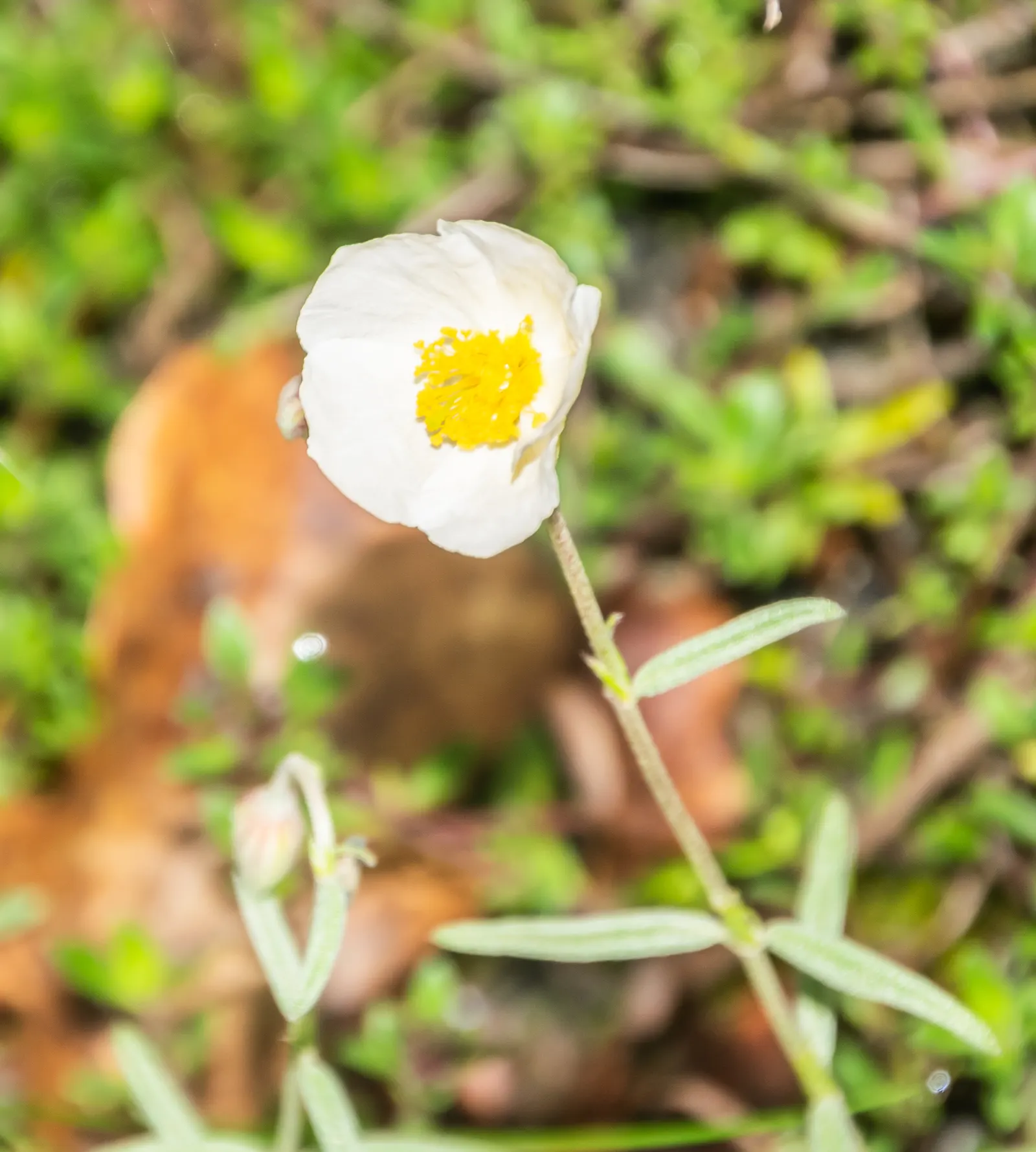 White Rockrose (Cistus X Hybridus) — Drought-tolerant once established, it thrives in well-drained soils and full sun