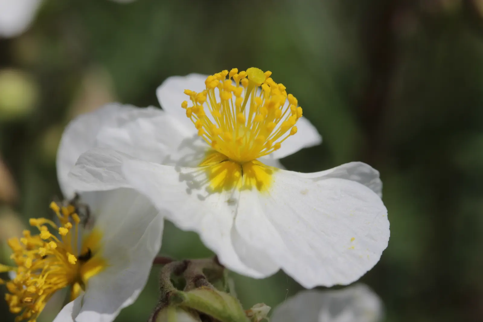 White Rockrose (Cistus X Hybridus) — These blossoms emerge in late spring to early summer