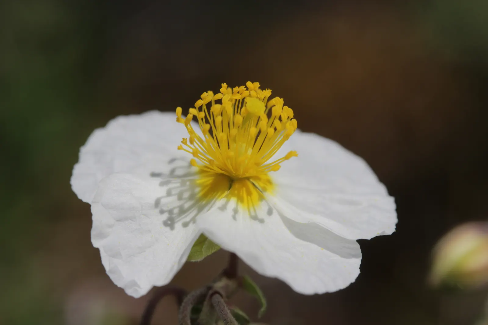 White Rockrose (Cistus X Hybridus) — reaching 3 to 5 feet in height and width; it flourishes in full sun exposure
