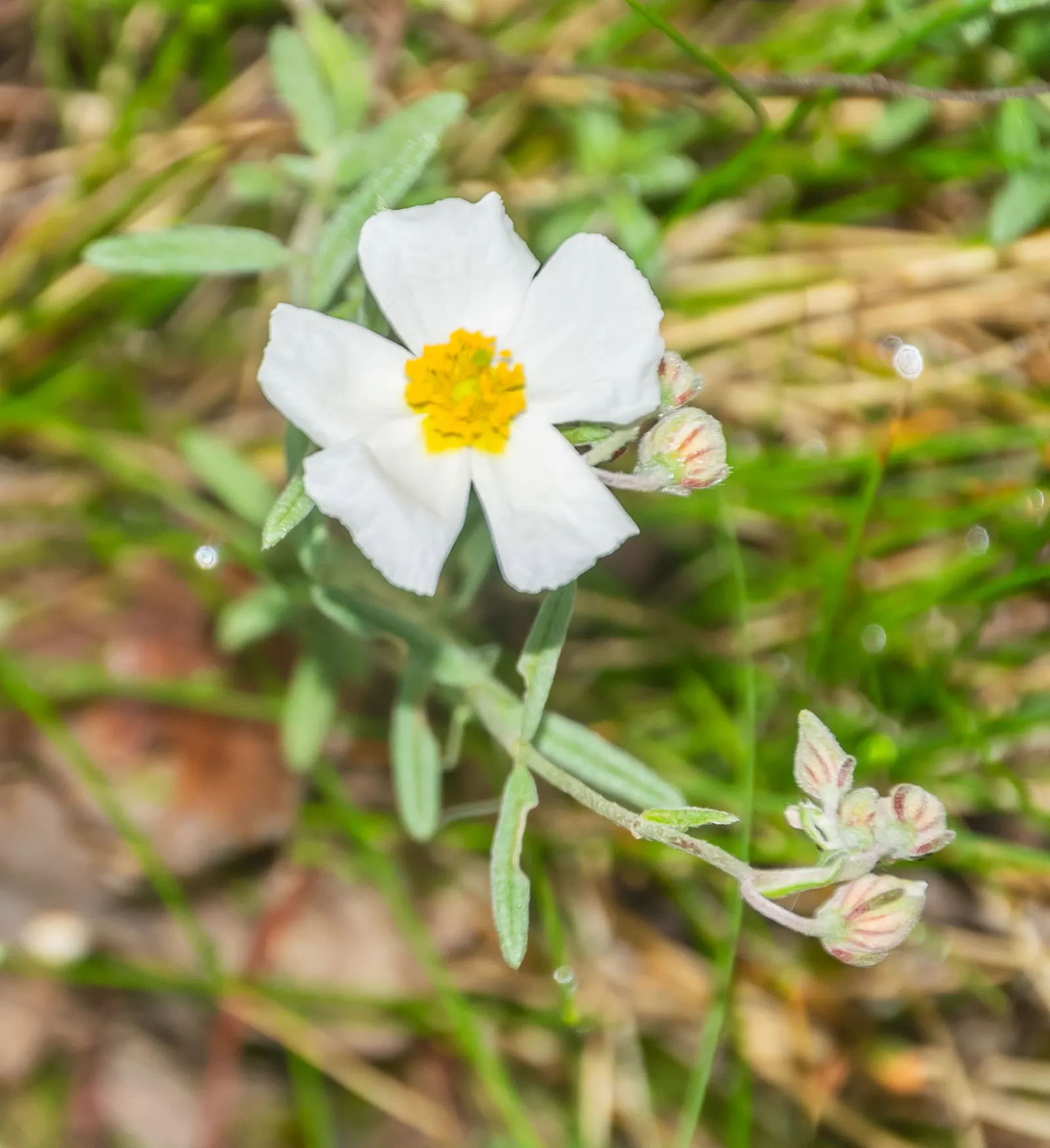 White Rockrose (Cistus X Hybridus) — ground cover / shrub for full
