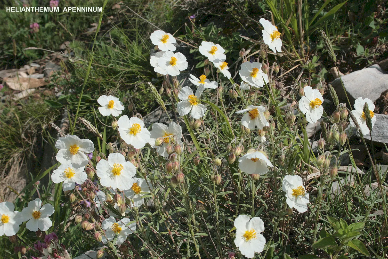 White Rockrose (Cistus X Hybridus) — scientifically known as Cistus x hybridus