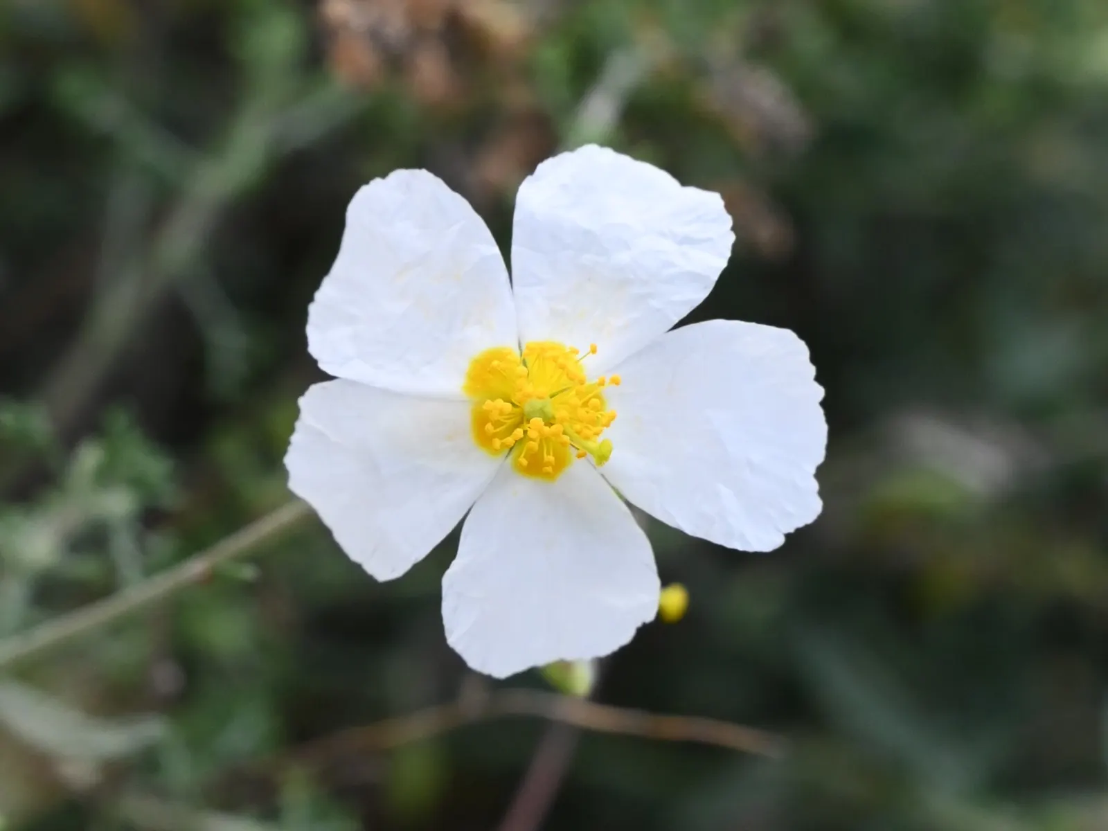 White Rockrose (Cistus X Hybridus) — requiring at least six hours of direct sunlight per day to ensure optimal flowering
