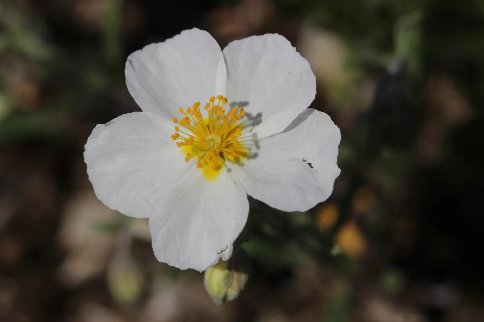 White Rockrose (Cistus X Hybridus) — sometimes referred to as Cistus x corbariensis