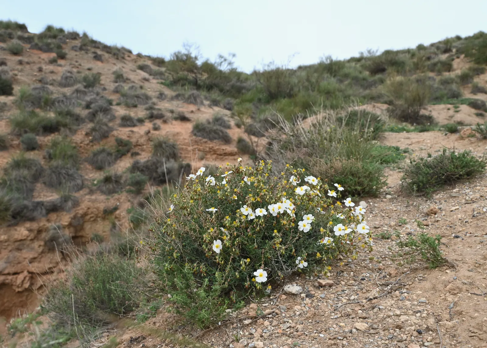 White Rockrose (Cistus X Hybridus) — The White Rockrose (Cistus x hybridus) is an evergreen shrub with a robust; contrasting against leathery