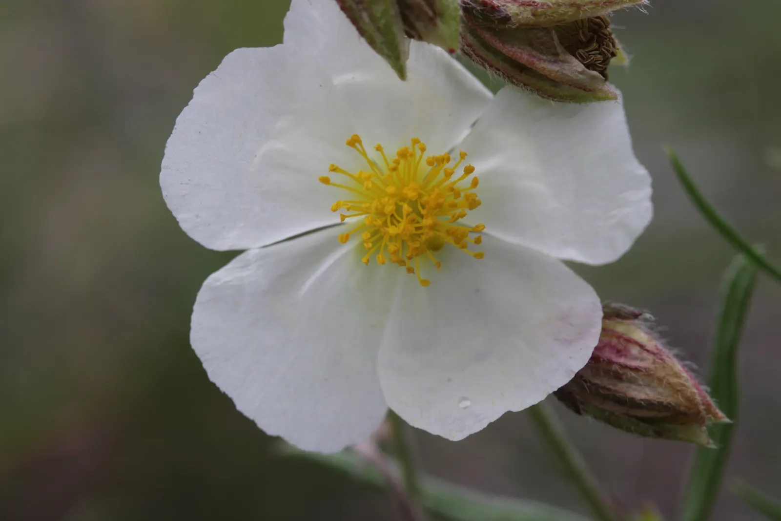 White Rockrose (Cistus X Hybridus) — The White Rockrose (Cistus x hybridus) is an evergreen shrub with a robust