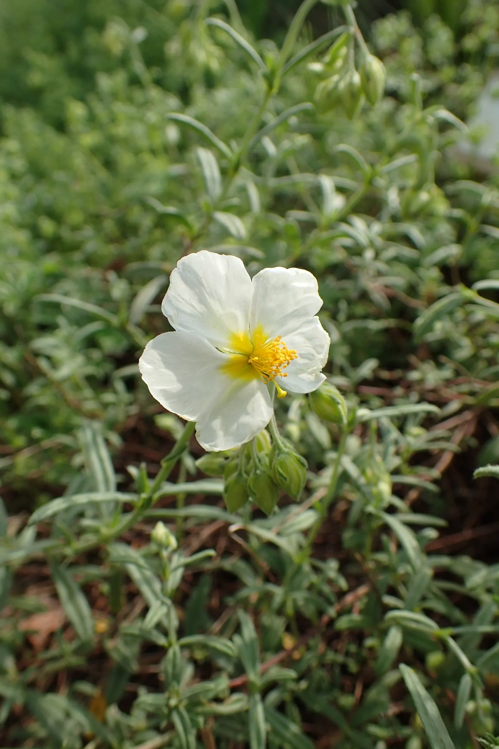 White Rockrose (Cistus X Hybridus) — the White Rockrose thrives in USDA Hardiness Zones 8 to 10