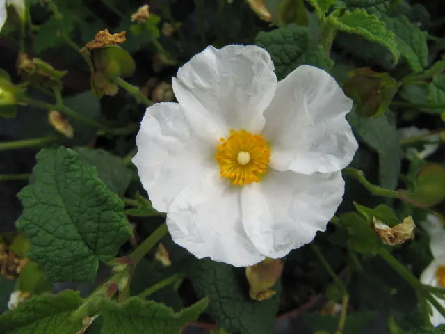 White Rockrose (Cistus X Hybridus) — It is drought tolerant once established, making it a suitable option for water-wise gardens