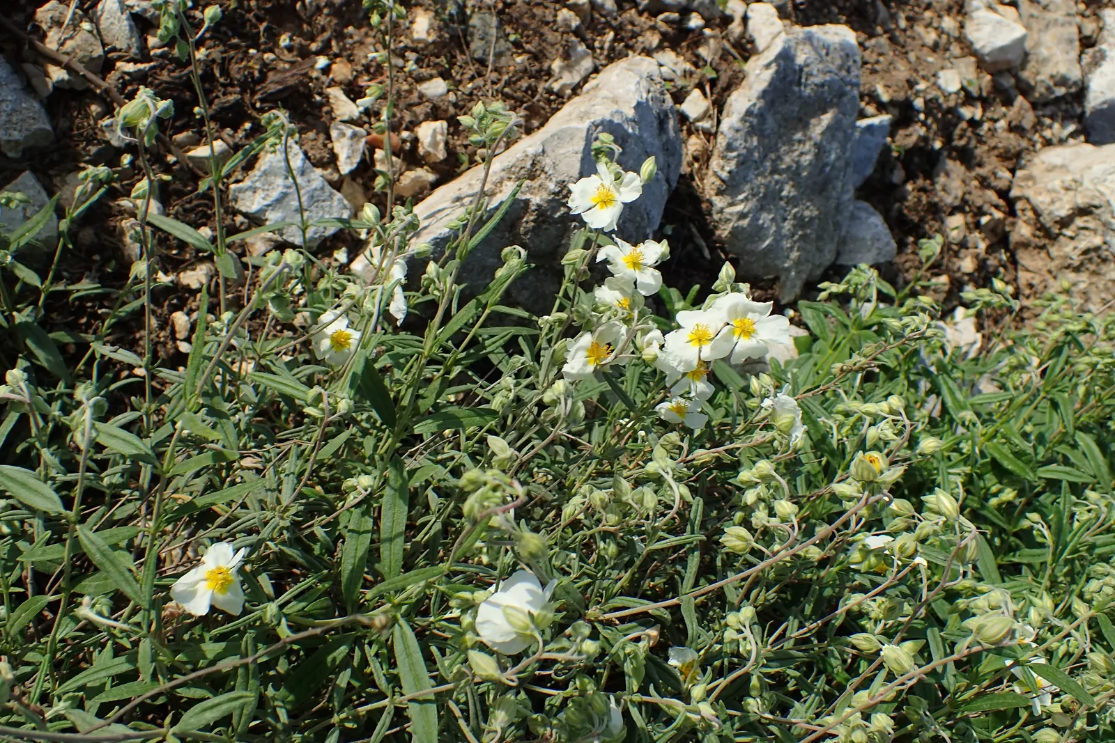 White Rockrose (Cistus X Hybridus) — which possess a yellow center and can span up to 2 inches across