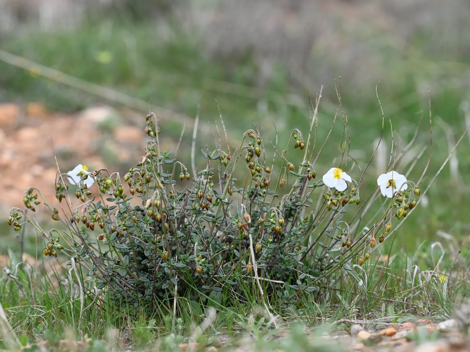 White Rockrose (Cistus X Hybridus) — Minimal pruning is required; if desired, light trimming after the flowering season can help maintain its shape