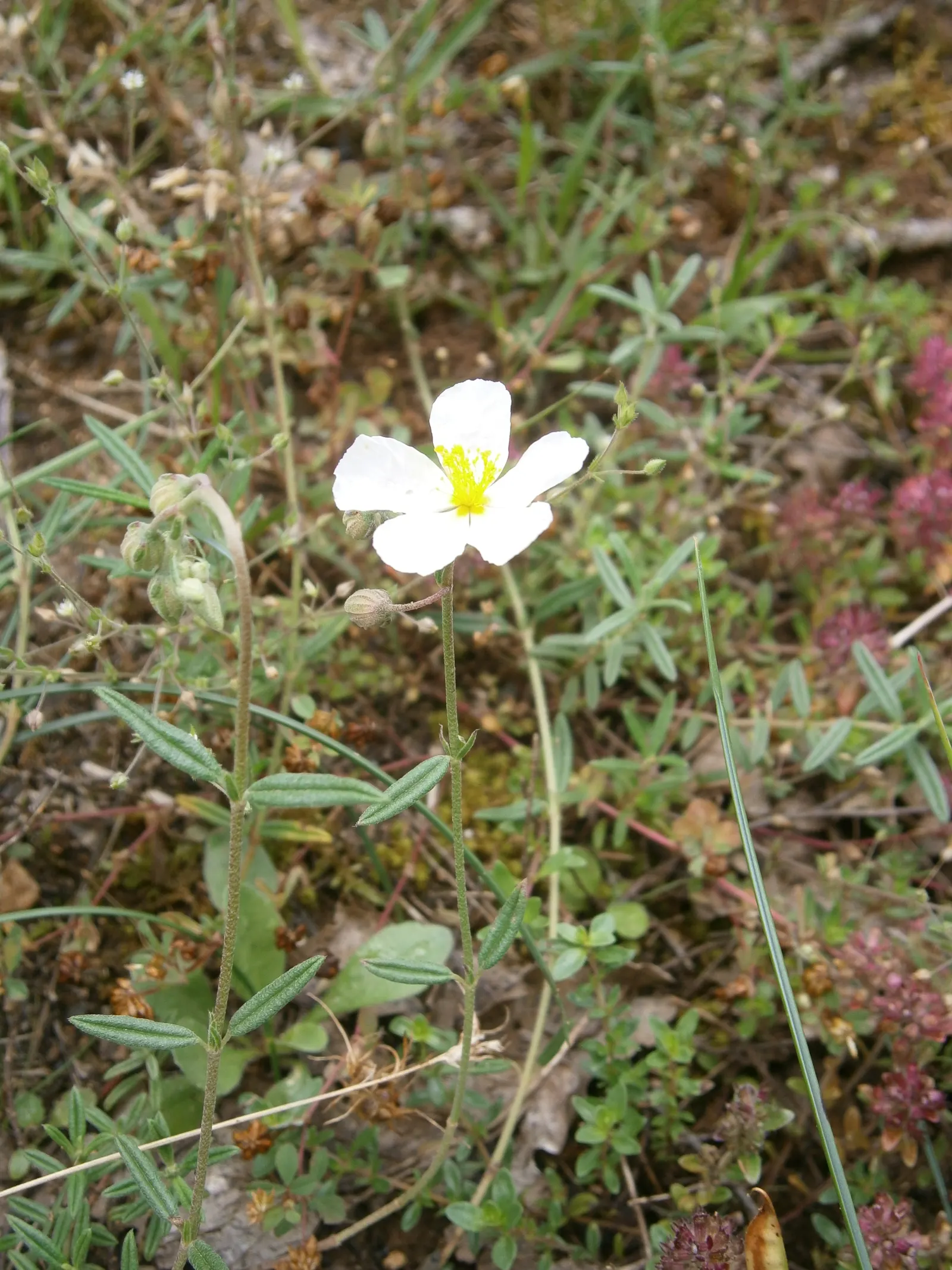 White Rockrose (Cistus X Hybridus) — grey-green foliage that provides a beautiful contrast against the pure white flowers