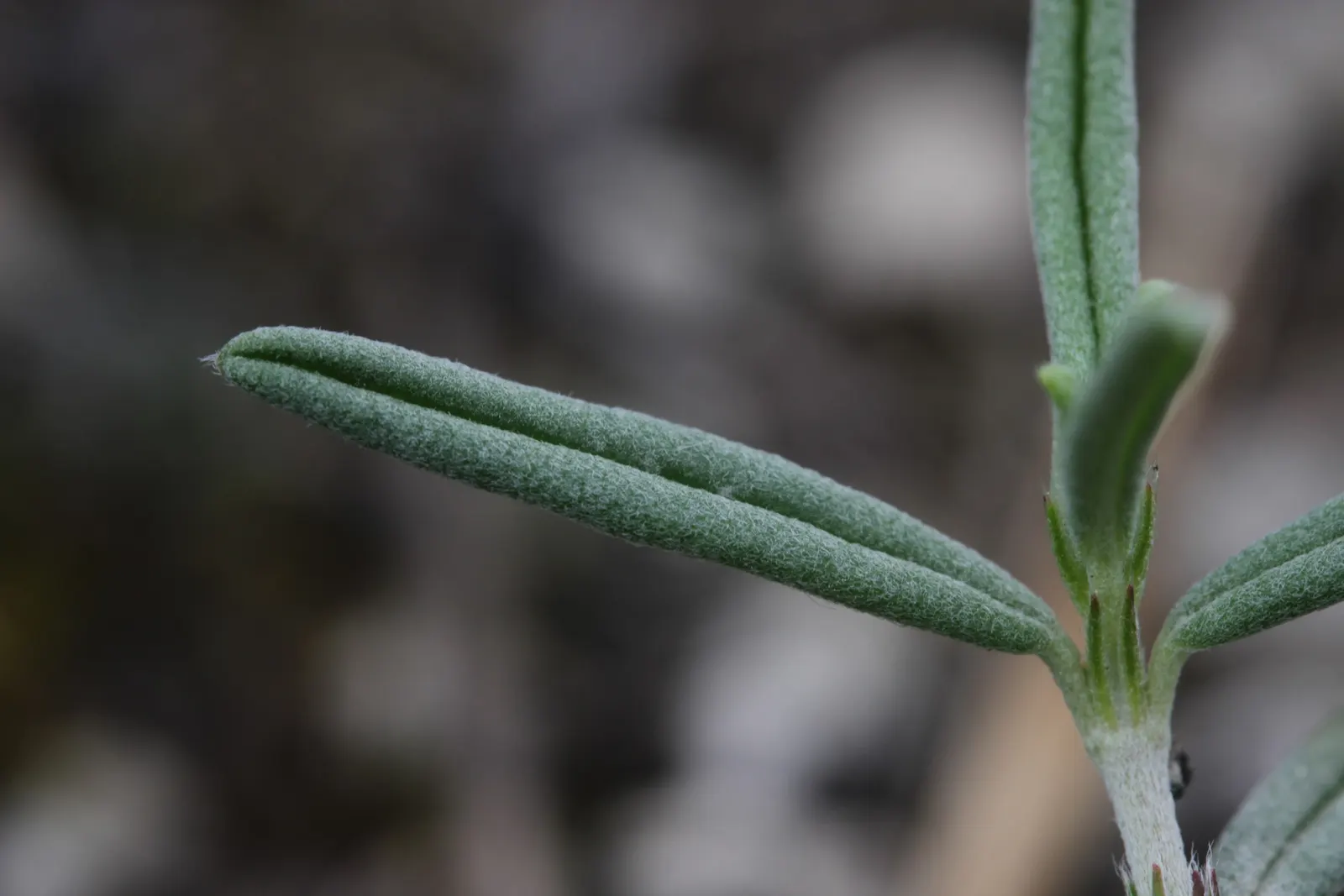 White Rockrose (Cistus X Hybridus) — contrasting against leathery