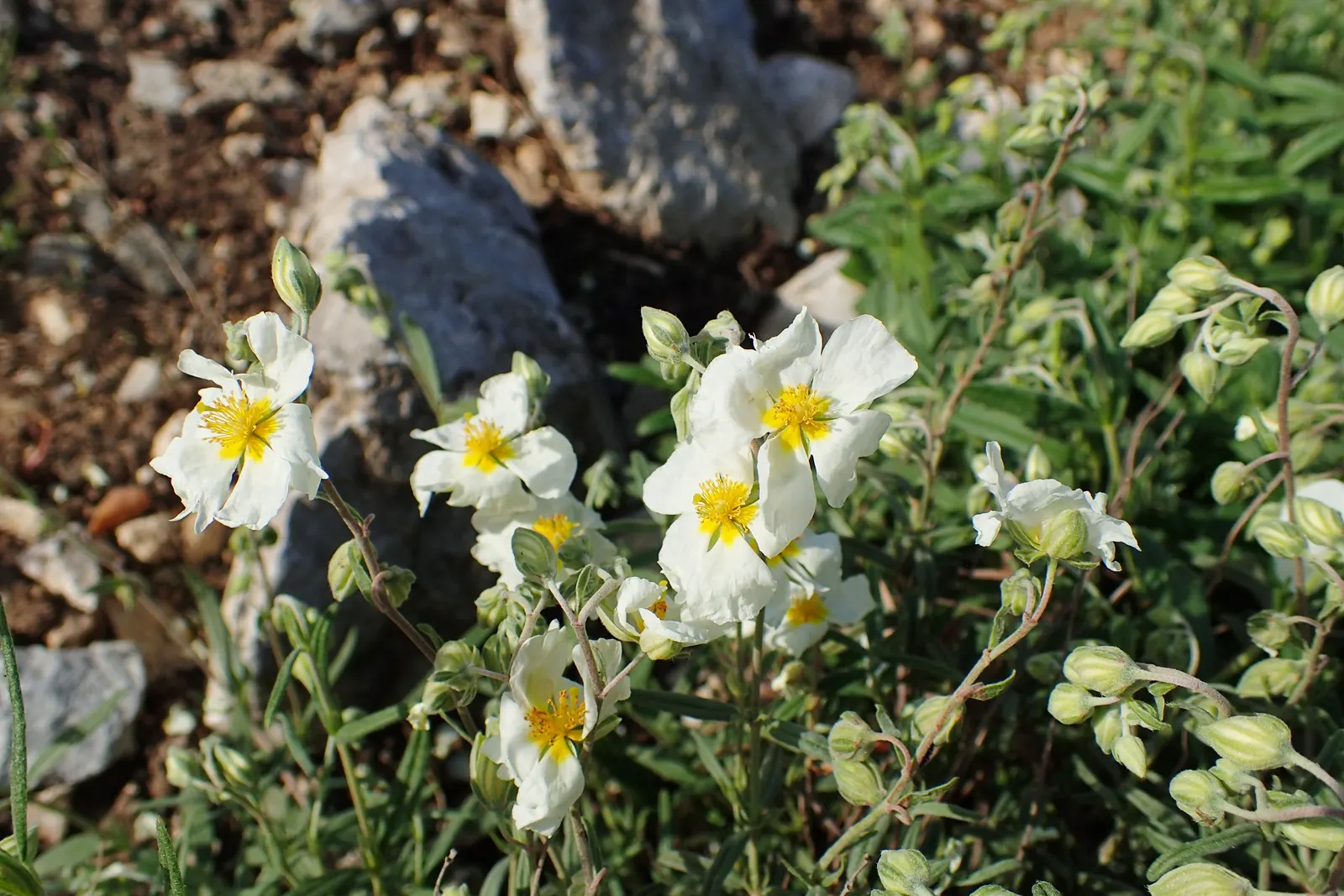 White Rockrose (Cistus X Hybridus) — Drought-tolerant once established, it thrives in well-drained soils and full sun; scientifically known as Cistus x hybridus