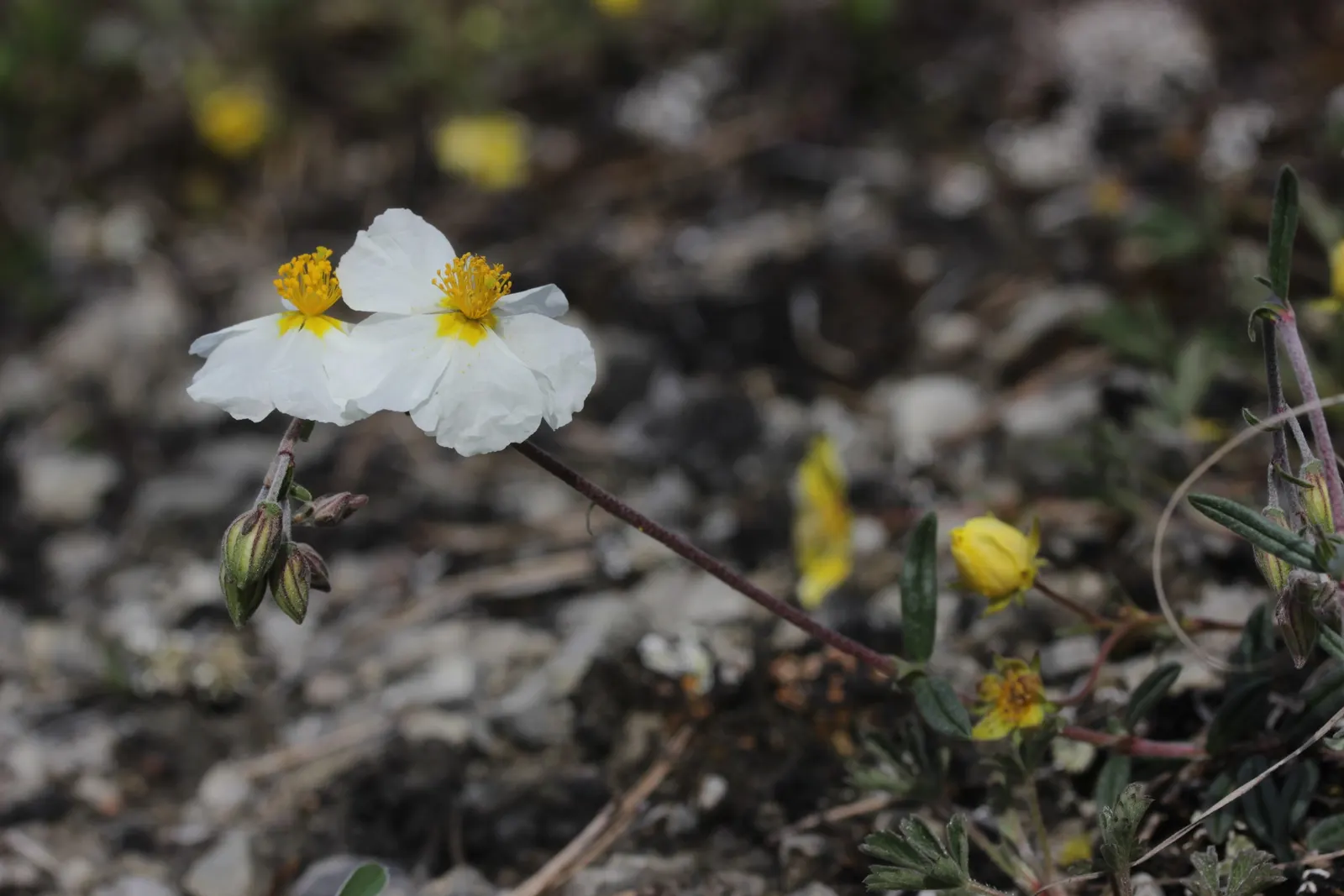 White Rockrose (Cistus X Hybridus) — The White Rockrose does not demand frequent fertilizing