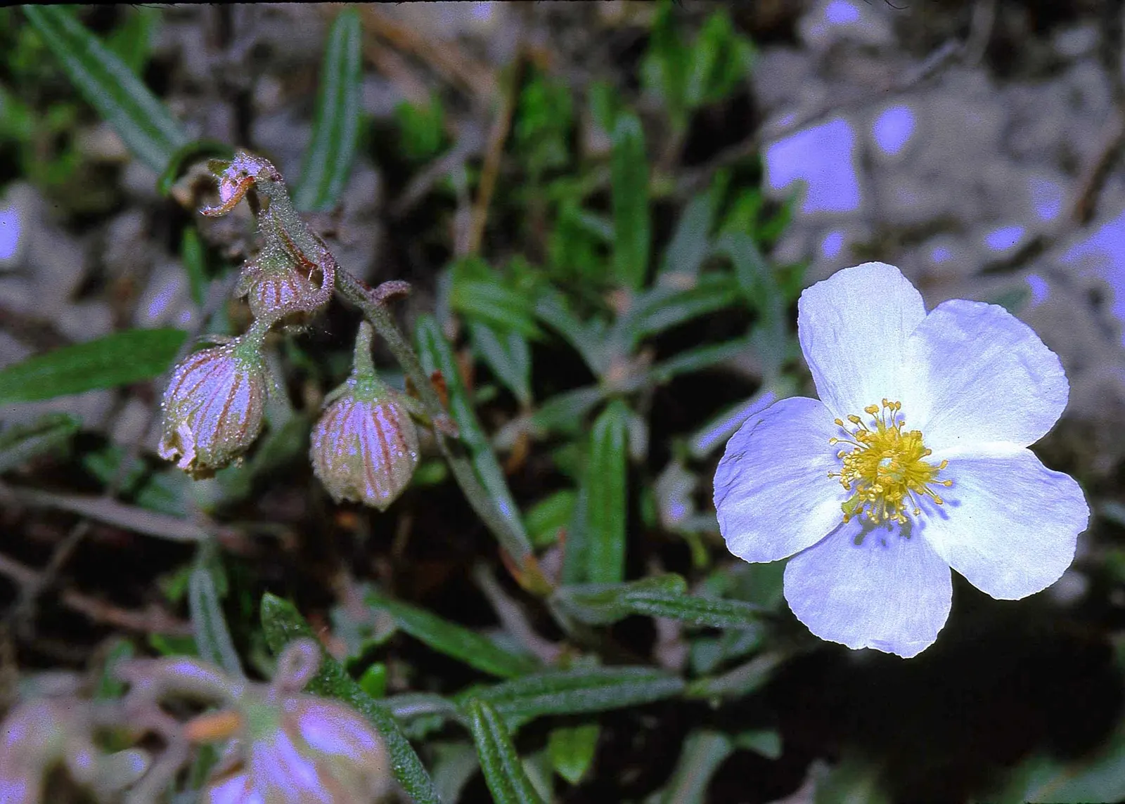 White Rockrose (Cistus X Hybridus) — Ideal for Mediterranean-style gardens or as a low-maintenance ground cover