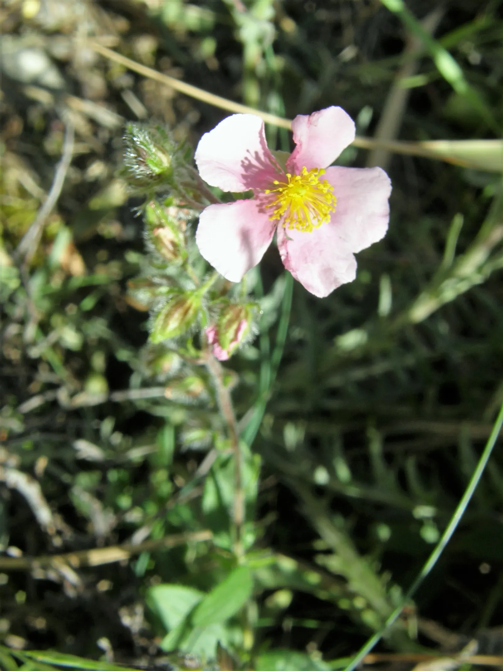 White Rockrose (Cistus X Hybridus) — provided they are not overly wet