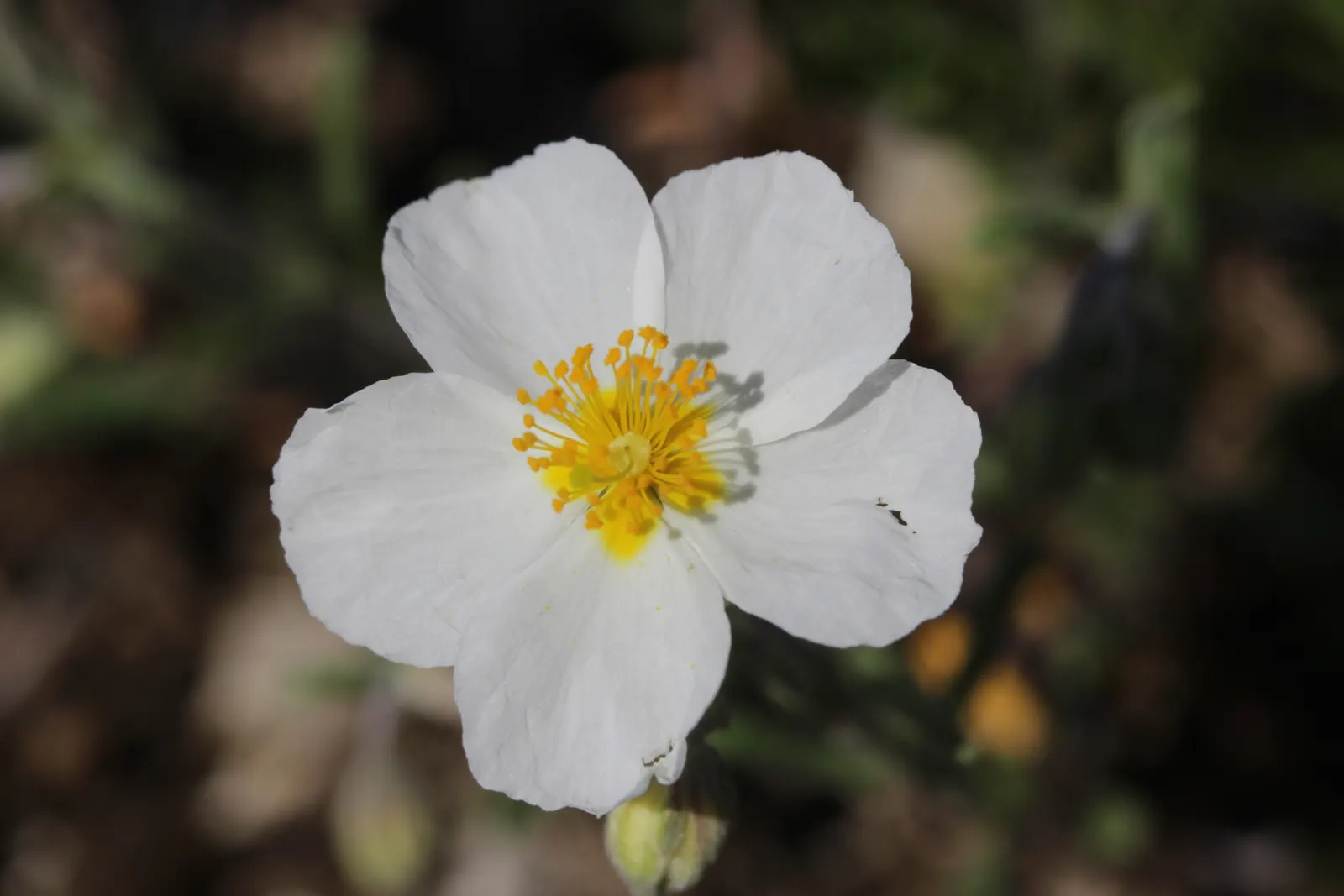 White Rockrose (Cistus X Hybridus) — reaching 3 to 5 feet in height and width