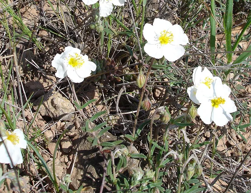 White Rockrose (Cistus X Hybridus) — It flourishes in full sun exposure
