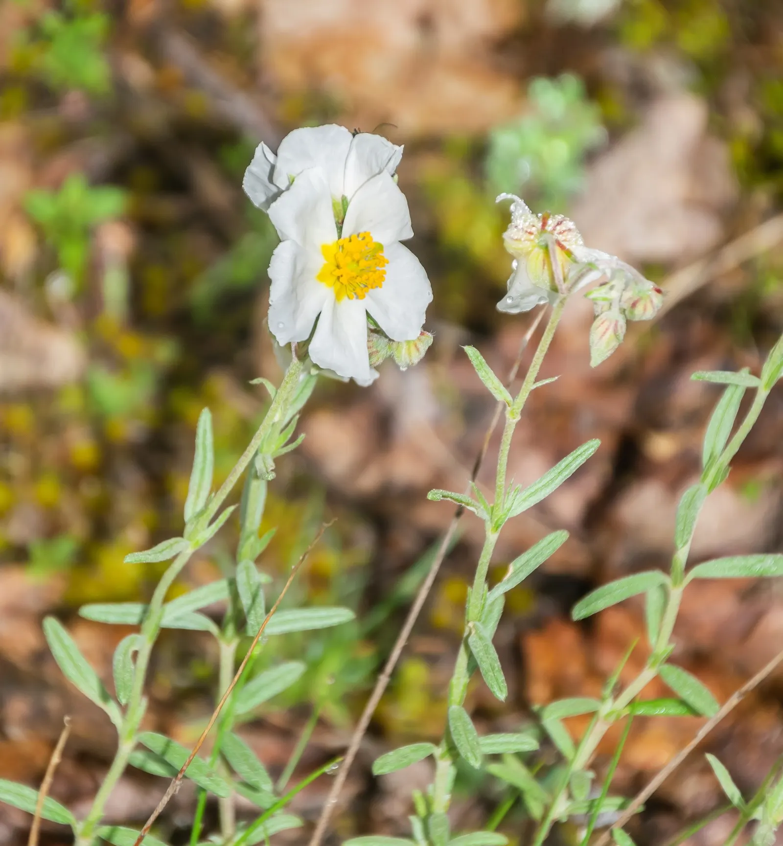 White Rockrose (Cistus X Hybridus) — It prefers well-draining soil and can tolerate various soil types