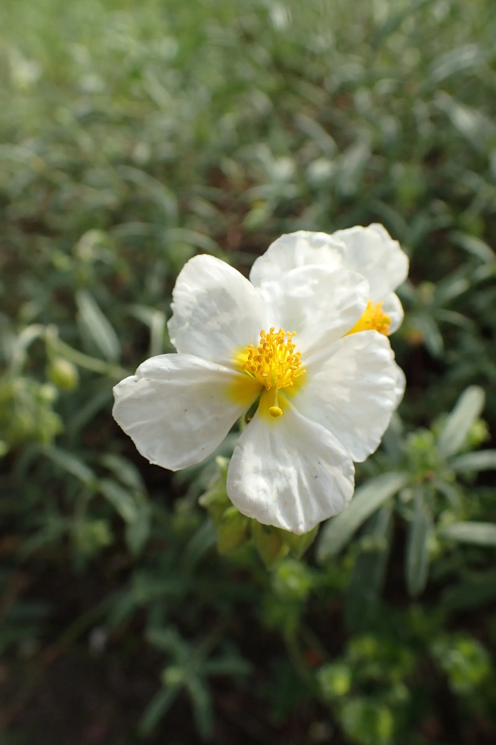 White Rockrose (Cistus X Hybridus) — white flowers in the garden