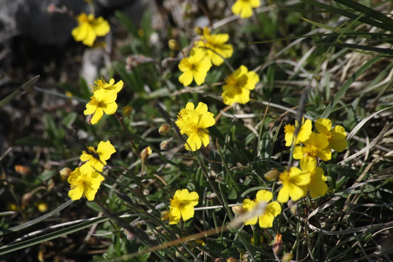 White Rockrose (Cistus X Hybridus) — typically reaches a height of 3 to 4 feet with an equivalent spread