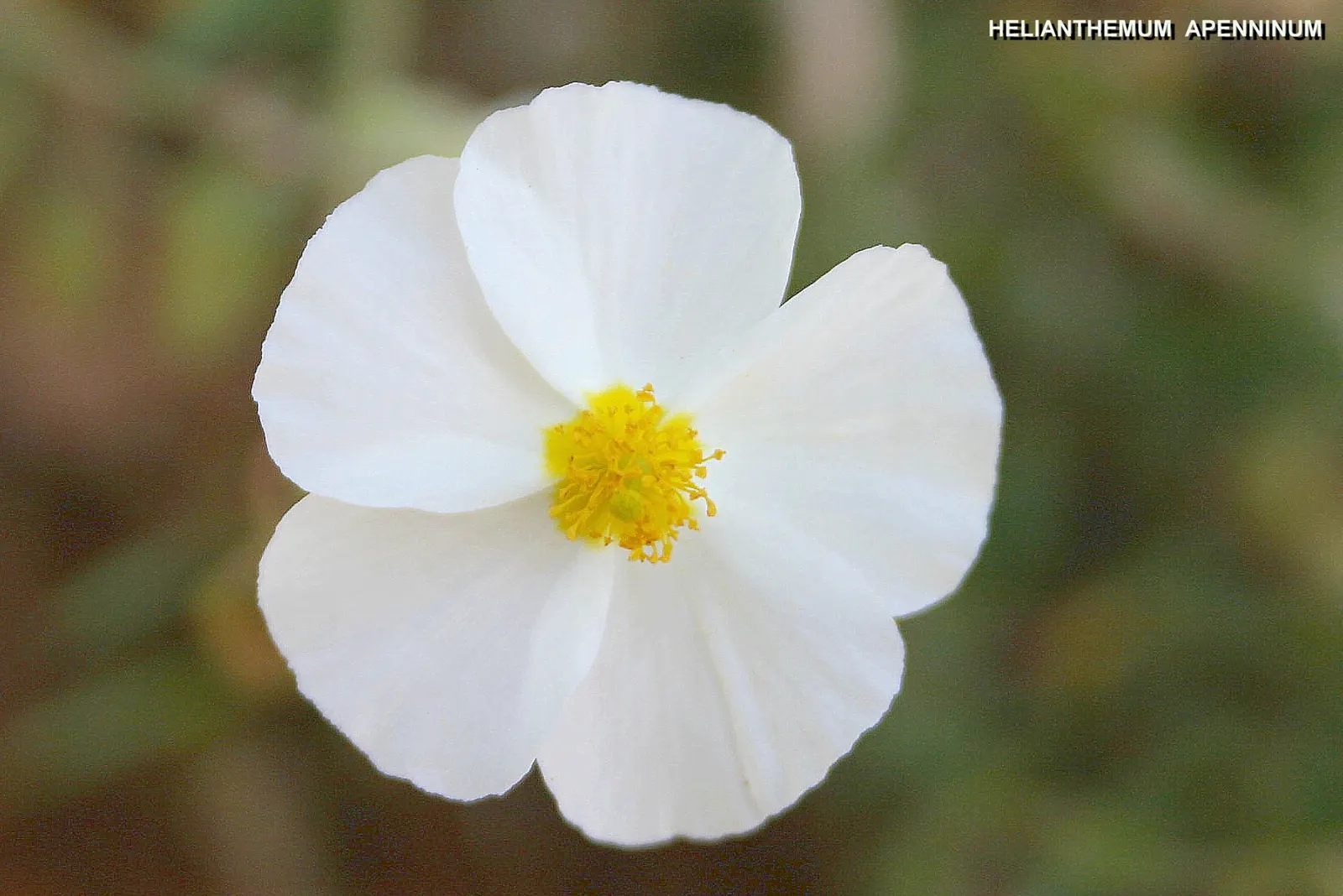White Rockrose (Cistus X Hybridus) — Its crinkly white blooms adorned with yellow stamens emerge in late spring
