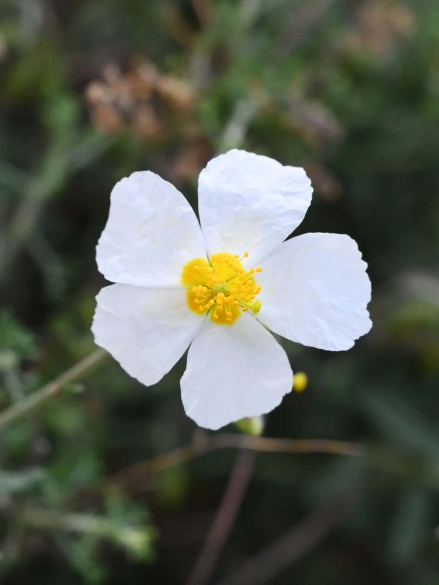 White Rockrose (Cistus X Hybridus) — Its crinkly white blooms adorned with yellow stamens emerge in late spring; including rocky or poor soils