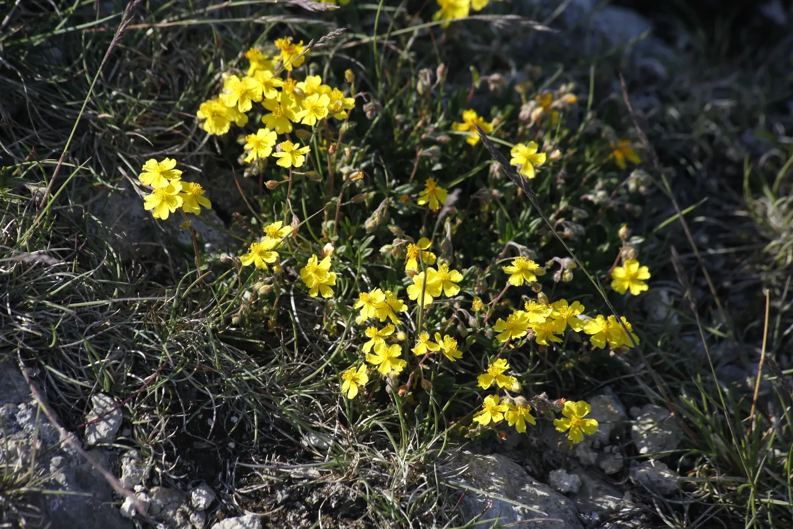 White Rockrose (Cistus X Hybridus) — including rocky or poor soils