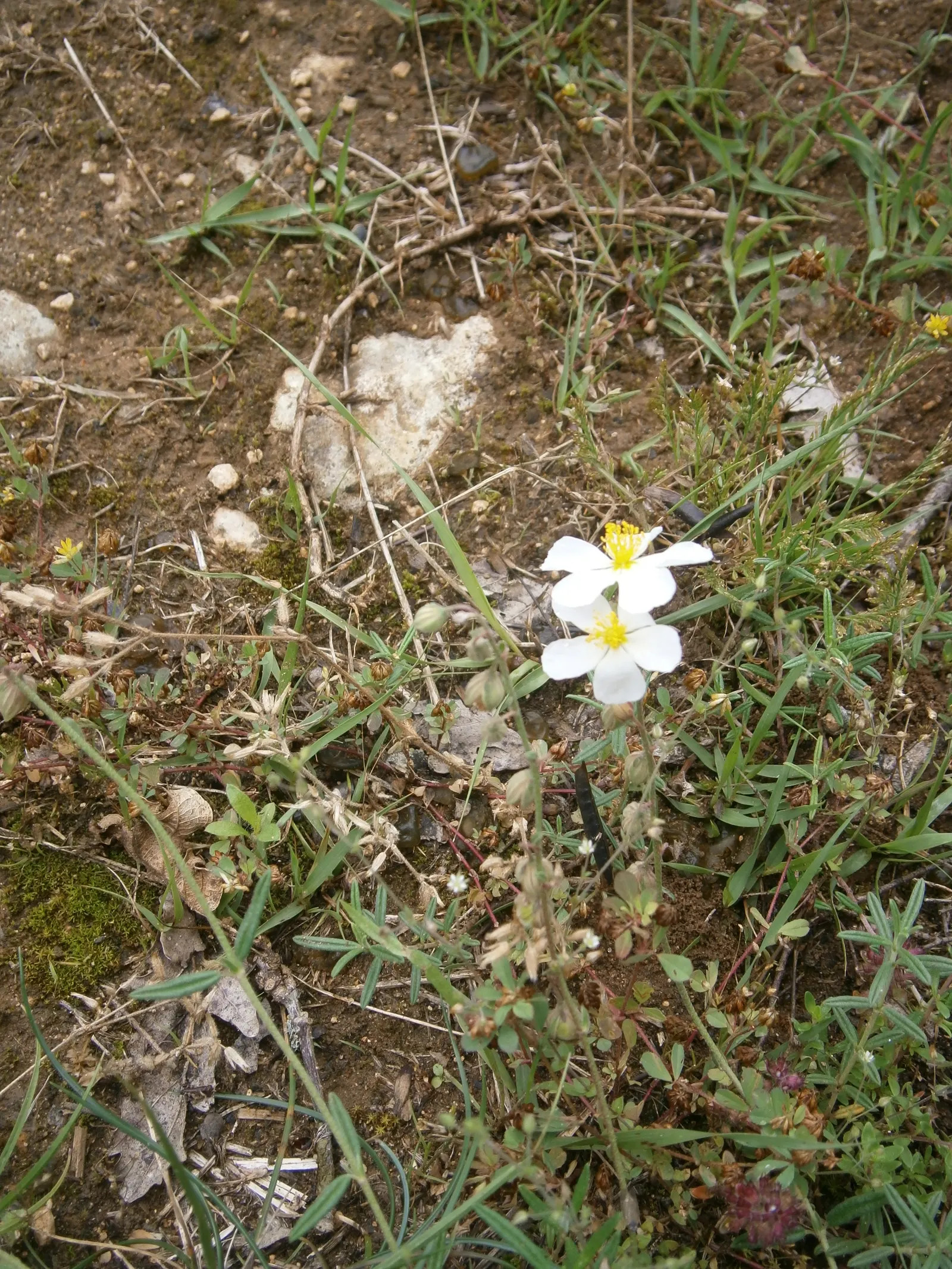 White Rockrose (Cistus X Hybridus) — ground cover / shrub with white blooms