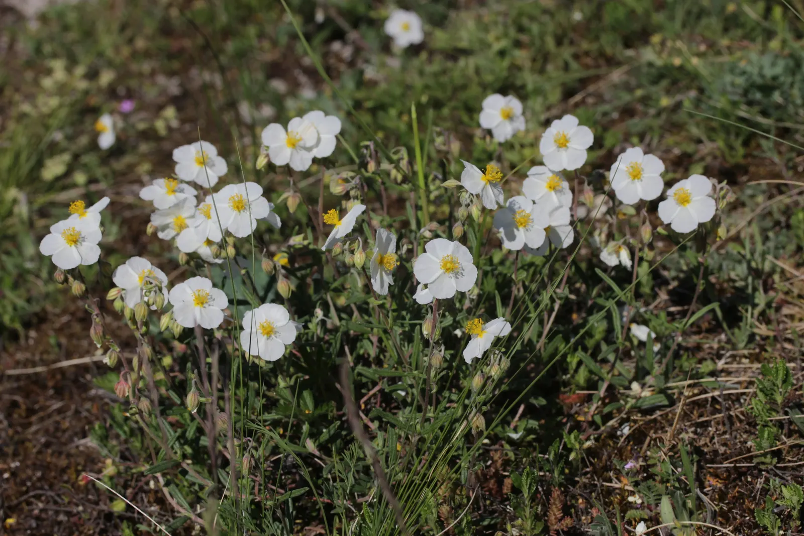 White Rockrose (Cistus X Hybridus) — making it a cost-effective and sustainable choice for landscapes seeking Mediterranean charm