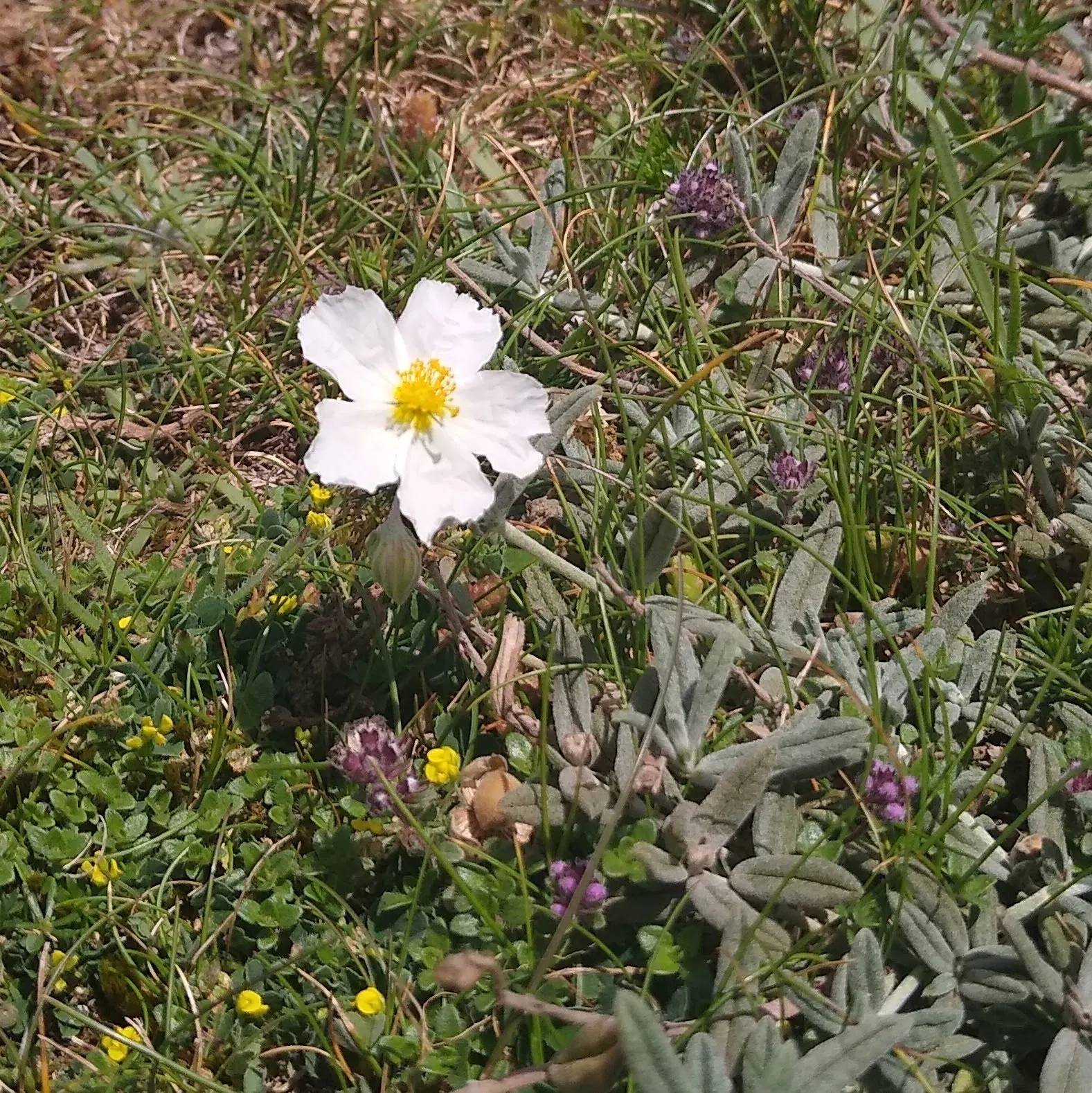 White Rockrose (Cistus X Hybridus) — contrasting against leathery; ground cover / shrub for full