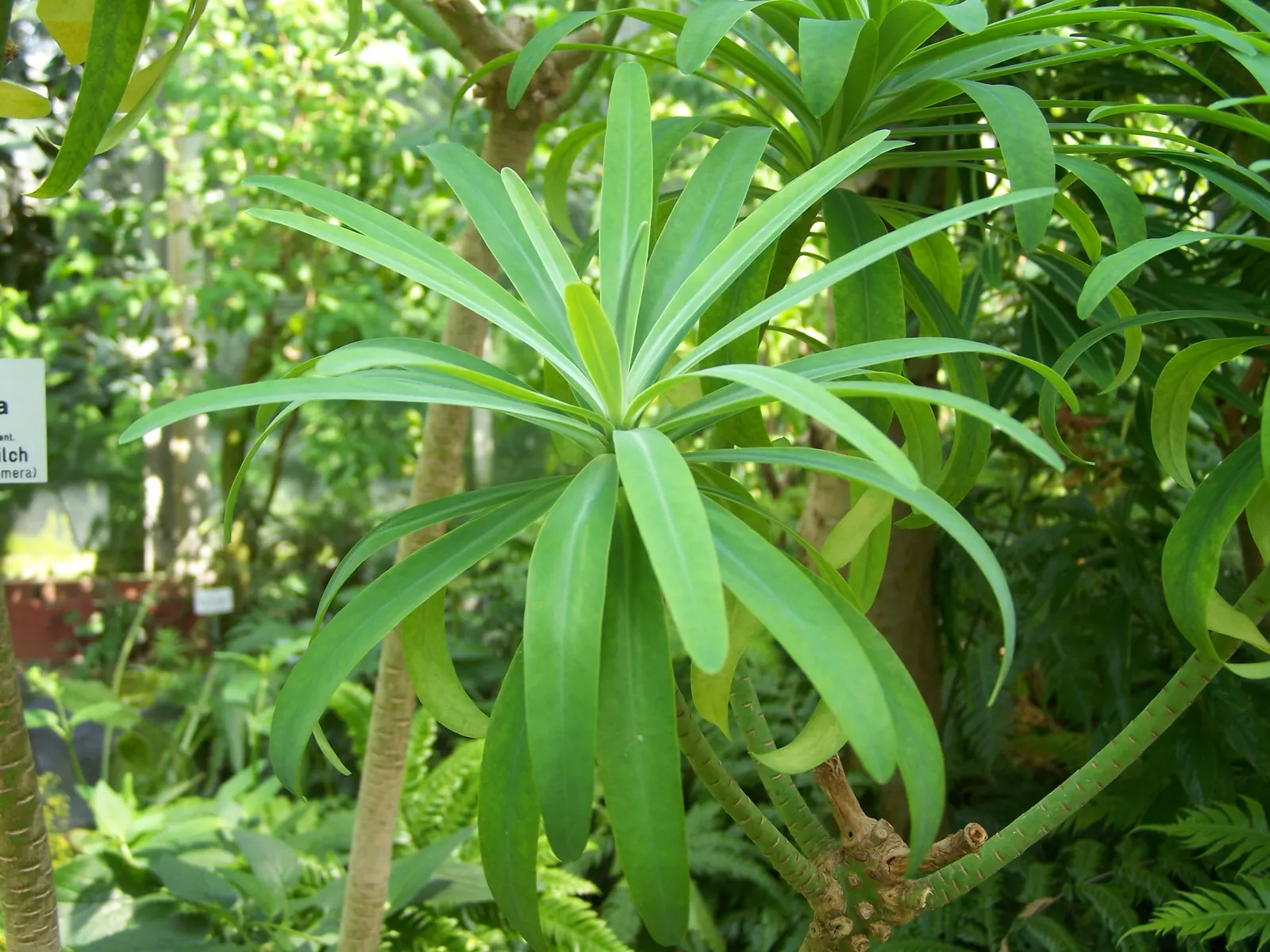 Tree Euphorbia, Tree Form Bush Spur (Euphorbia Lambii) — is an architecturally striking specimen prized for its unique appearance and ease of care