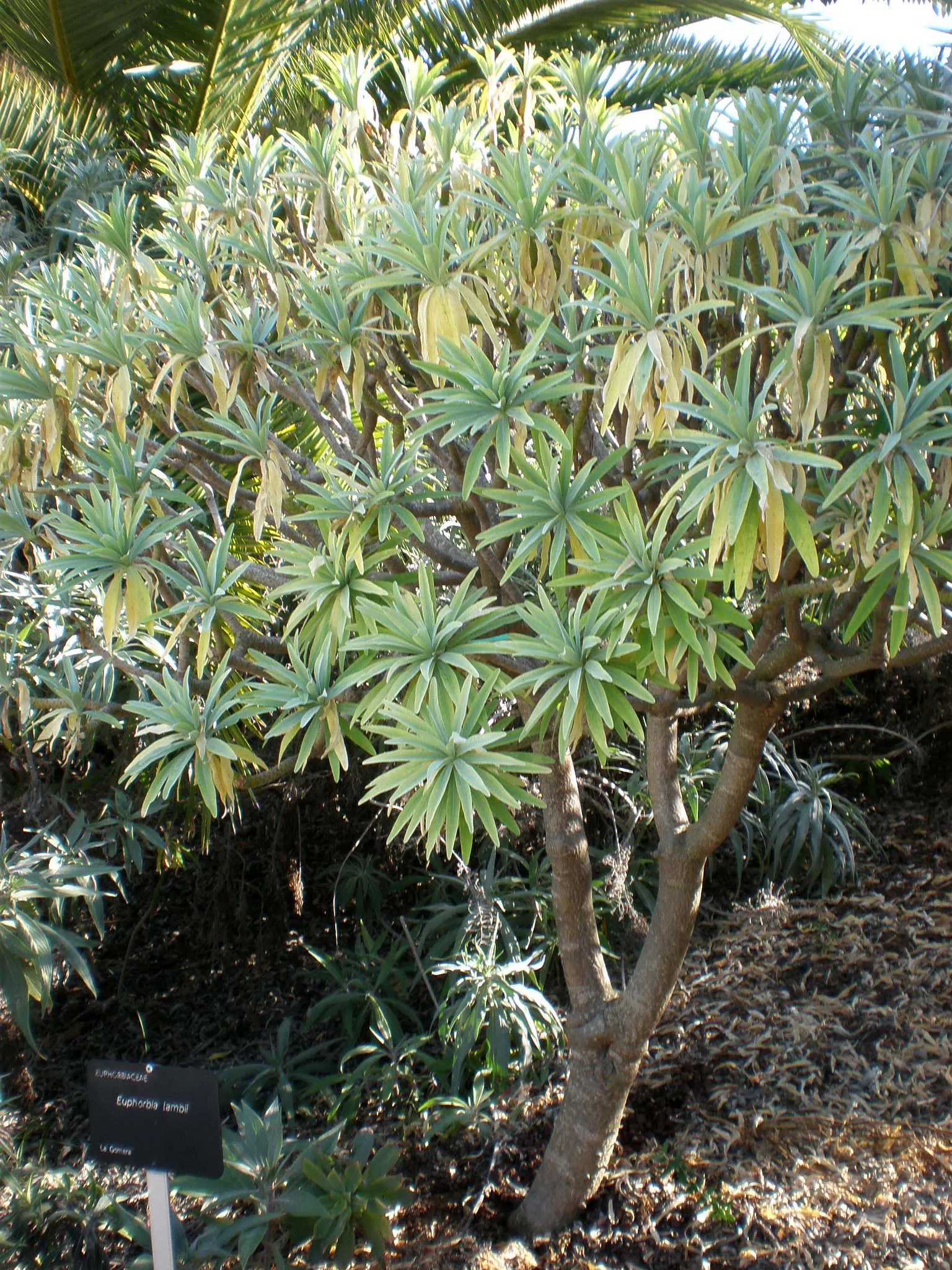 Tree Euphorbia, Tree Form Bush Spur (Euphorbia Lambii) — Its evergreen nature showcases fleshy, blue-green leaves atop thick, branching stems