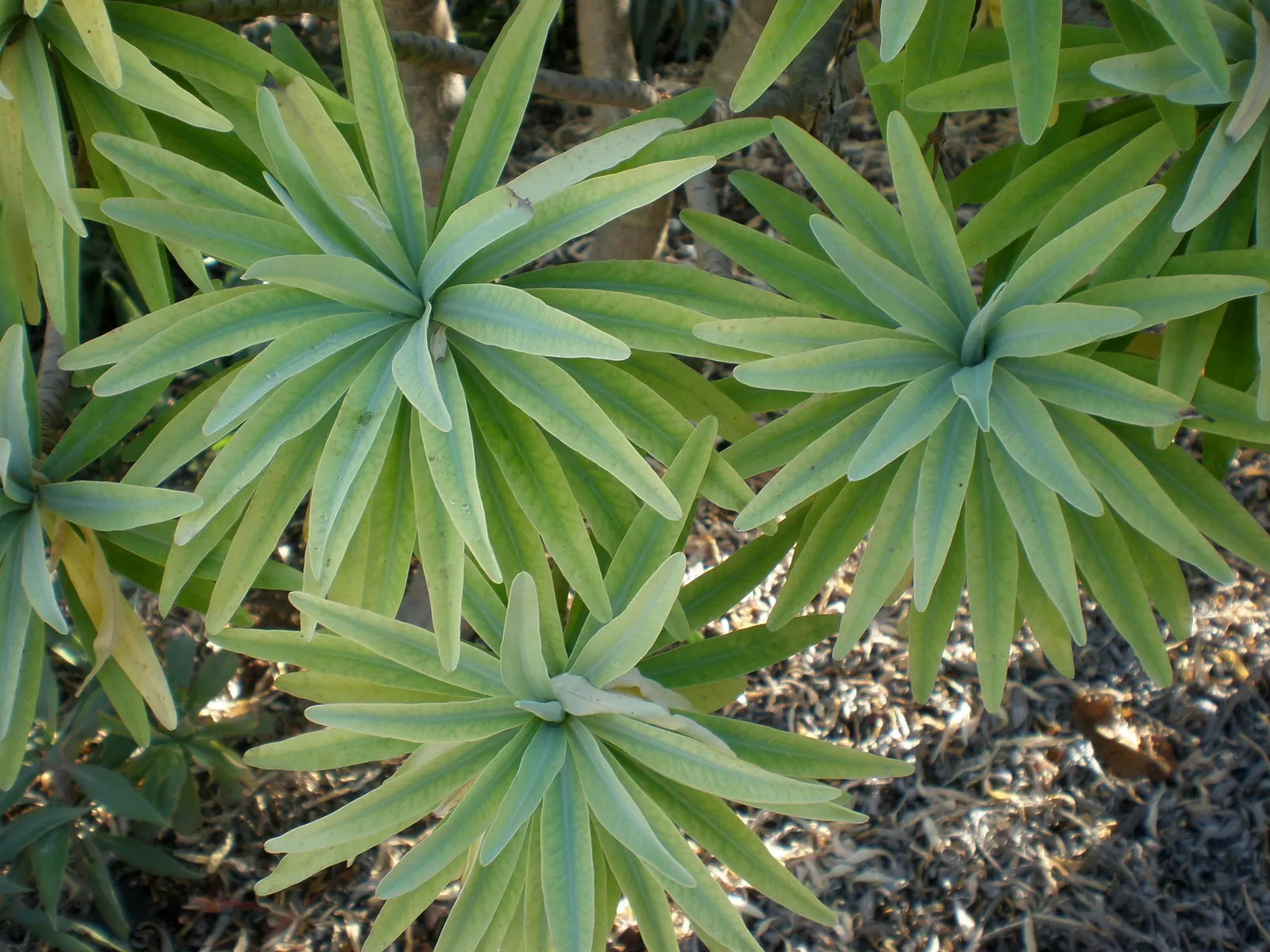 Tree Euphorbia, Tree Form Bush Spur (Euphorbia Lambii) — Spring yields yellow bracts surrounding tiny flowers