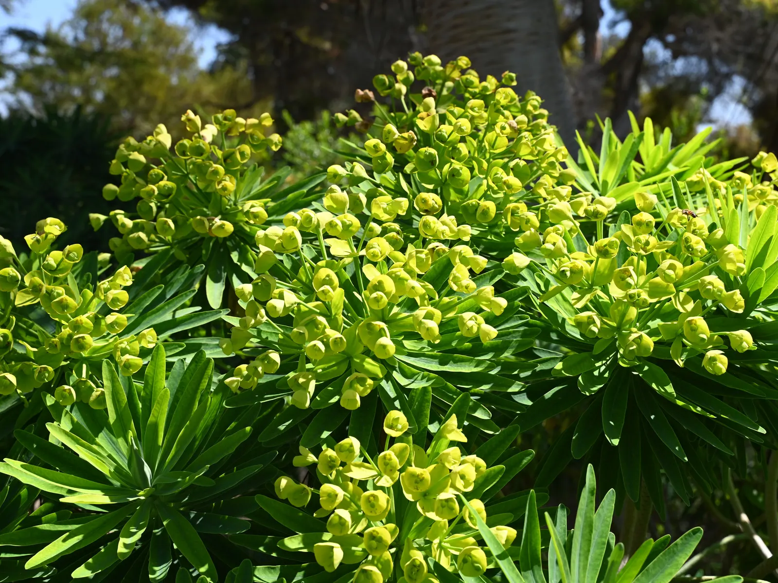 Tree Euphorbia, Tree Form Bush Spur (Euphorbia Lambii) — This drought-tolerant plant prefers well-draining soil and is quite low-maintenance