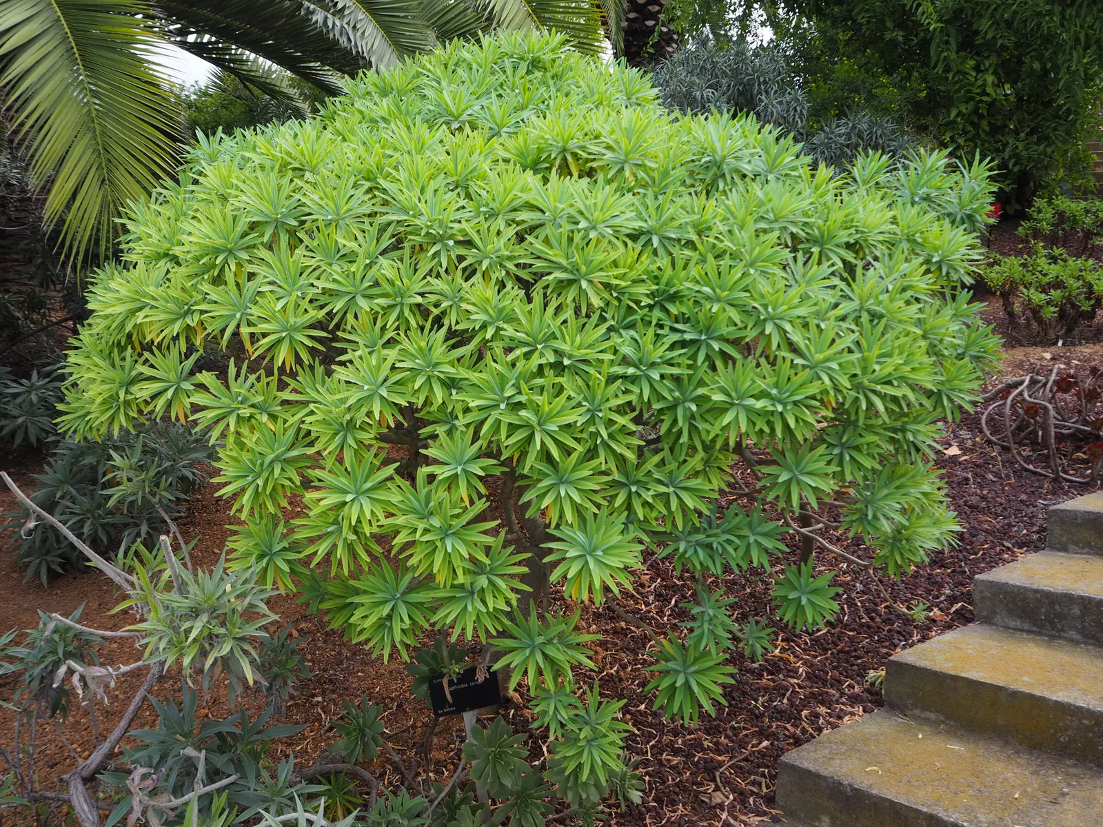 Tree Euphorbia, Tree Form Bush Spur (Euphorbia Lambii) — green and yellow flowers in the garden