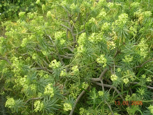 Tree Euphorbia, Tree Form Bush Spur (Euphorbia Lambii) — measuring about 5 to 6 inches in length