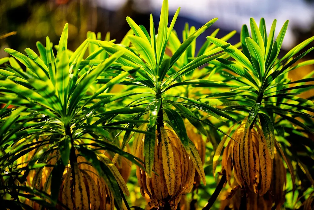 Tree Euphorbia, Tree Form Bush Spur (Euphorbia Lambii) — commonly referred to as the Tree Euphorbia or Tree Form Bush Spur