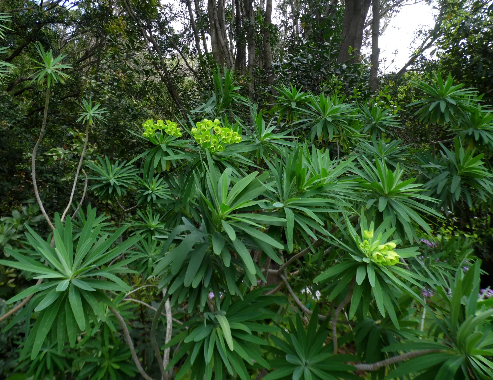Tree Euphorbia, Tree Form Bush Spur (Euphorbia Lambii) — In late winter to early spring
