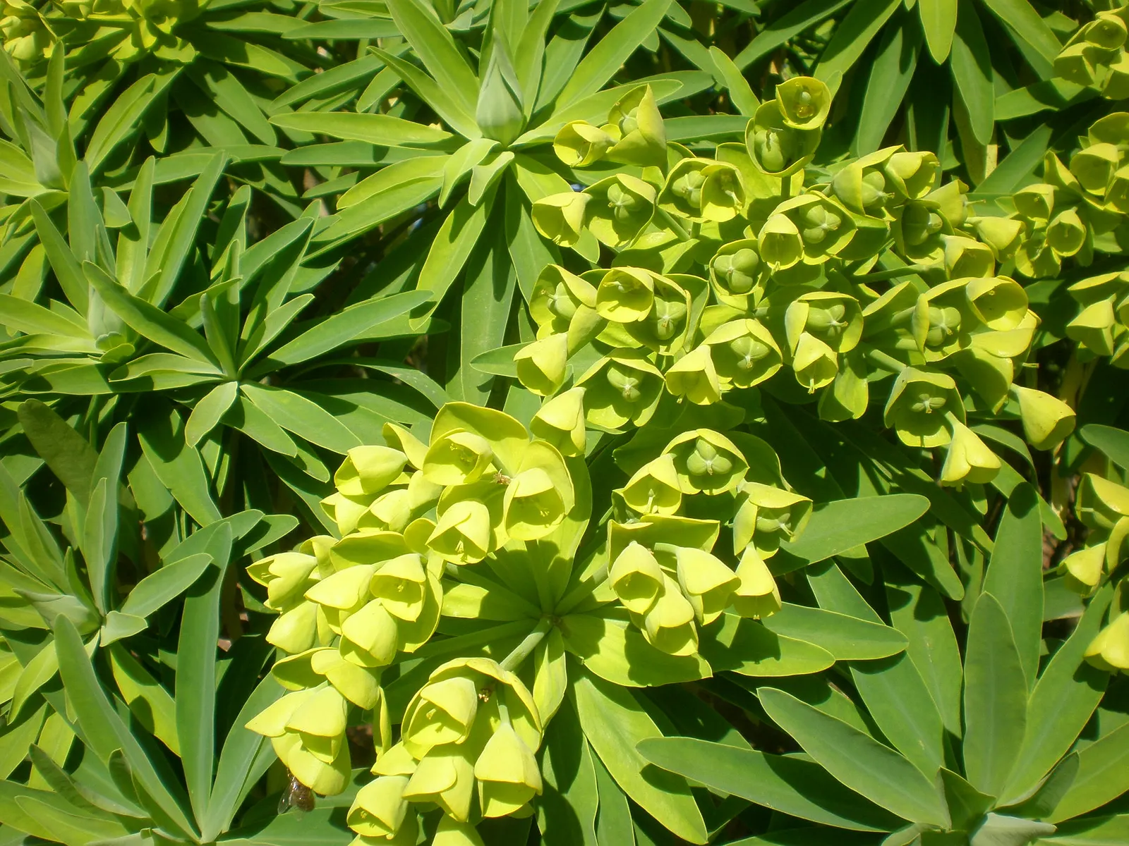Tree Euphorbia, Tree Form Bush Spur (Euphorbia Lambii) — Ideal for xeriscaping, it thrives in full sun to partial shade with well-drained soil