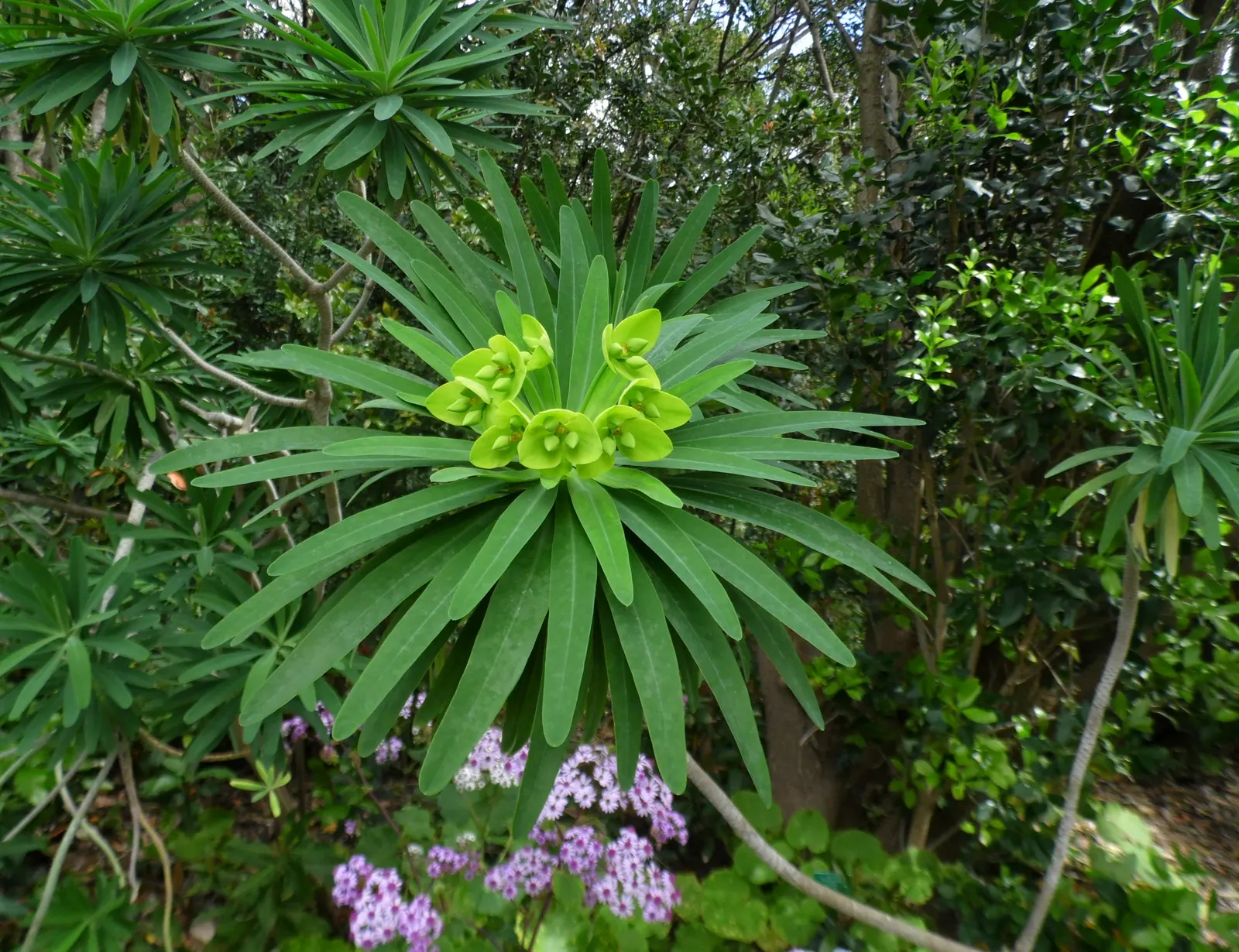 Tree Euphorbia, Tree Form Bush Spur (Euphorbia Lambii) — this evergreen perennial can reach heights of up to 15 feet tall and spreads roughly 6 to 8 feet wide