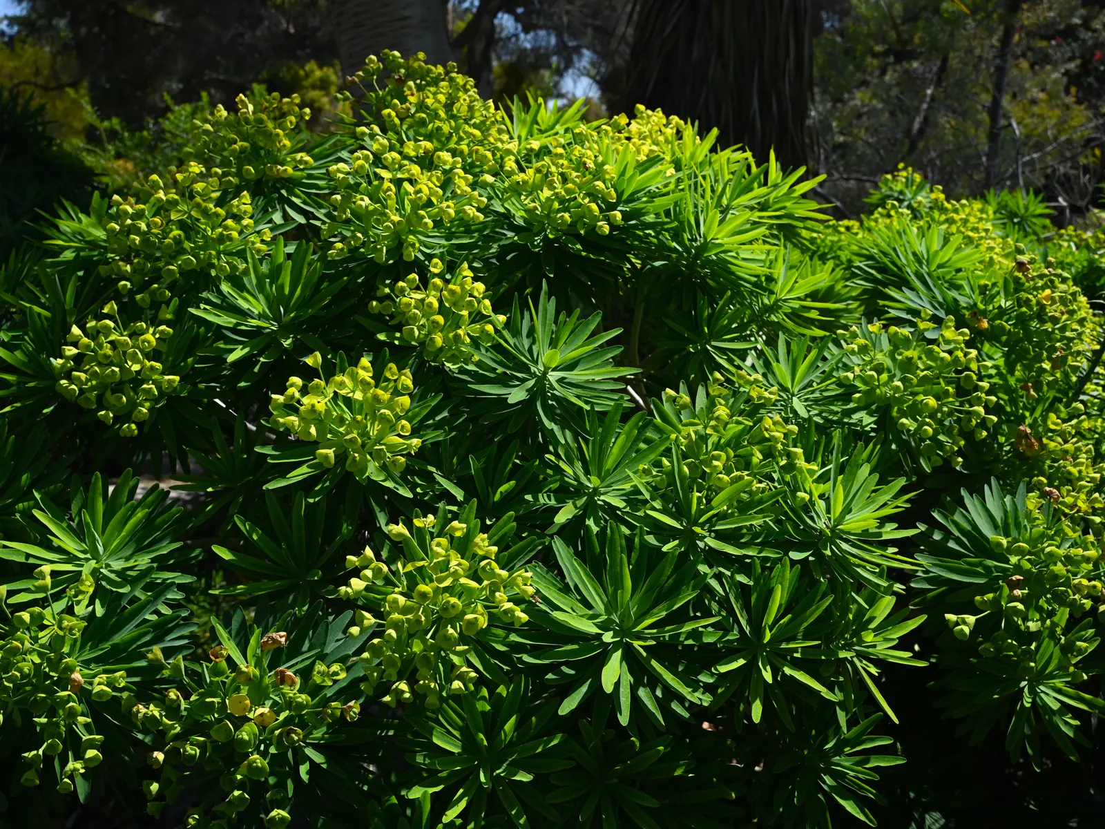 Tree Euphorbia, Tree Form Bush Spur (Euphorbia Lambii) — adding an element of vertical interest with its sculptural form