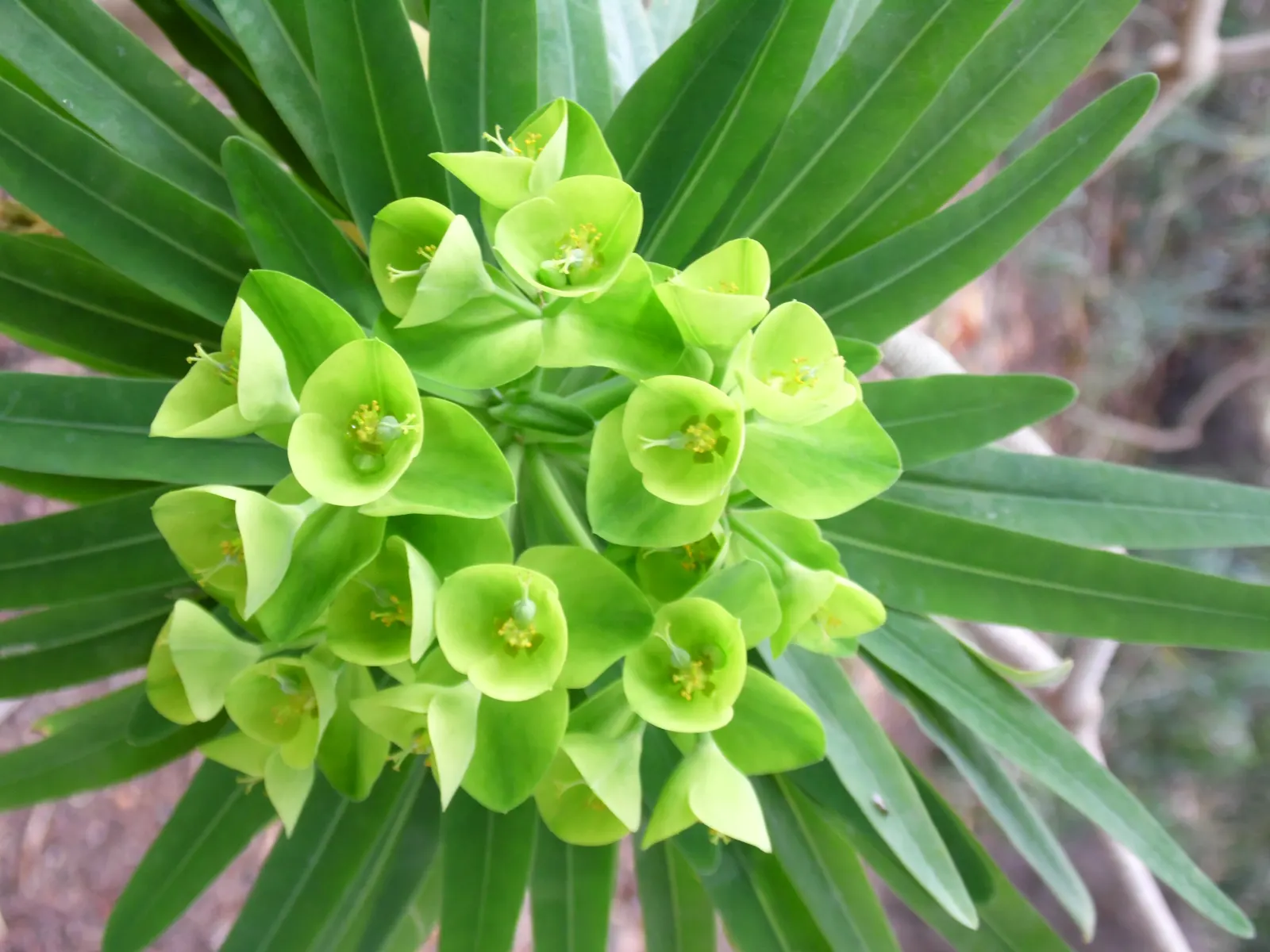 Tree Euphorbia, Tree Form Bush Spur (Euphorbia Lambii) — the Euphorbia lambii requires full sun exposure
