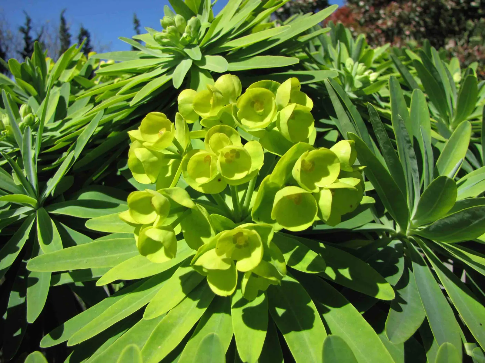 Tree Euphorbia, Tree Form Bush Spur (Euphorbia Lambii) — stands as an eye-catching succulent with a tree-like form reaching up to 8 feet tall and wide